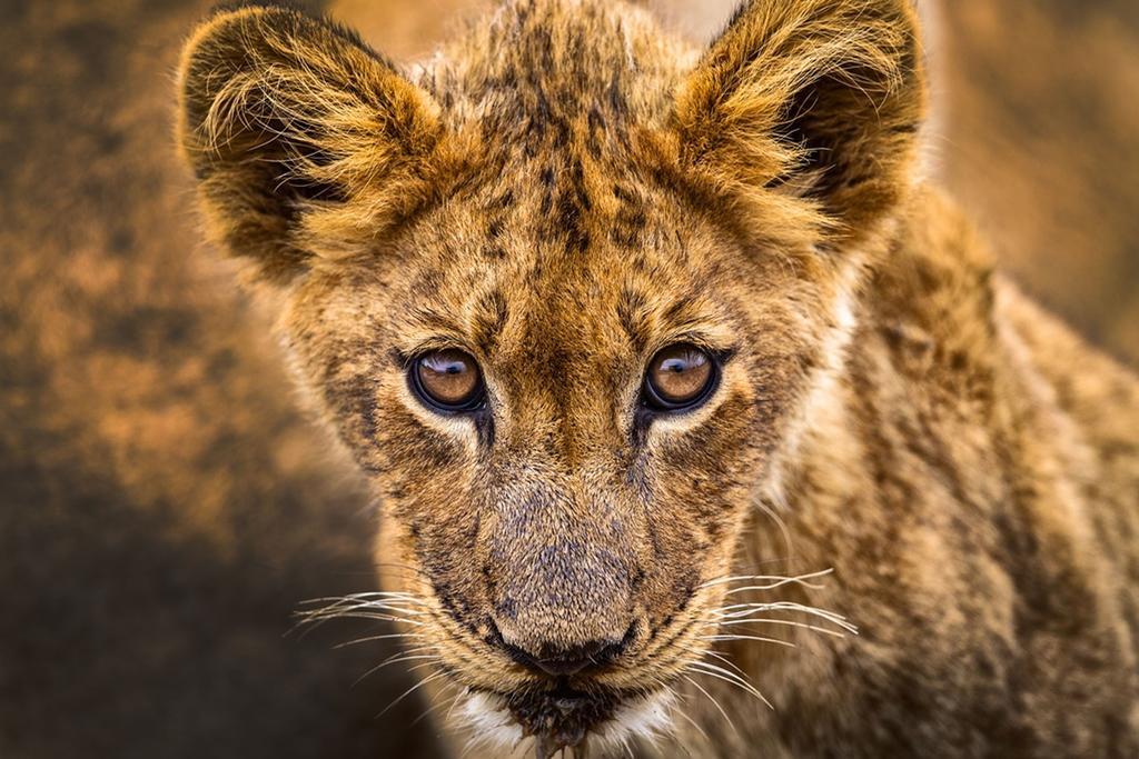 Honeyguide Tented Safari Camp - Khoka Moya Manyeleti Game Reserve Exterior foto