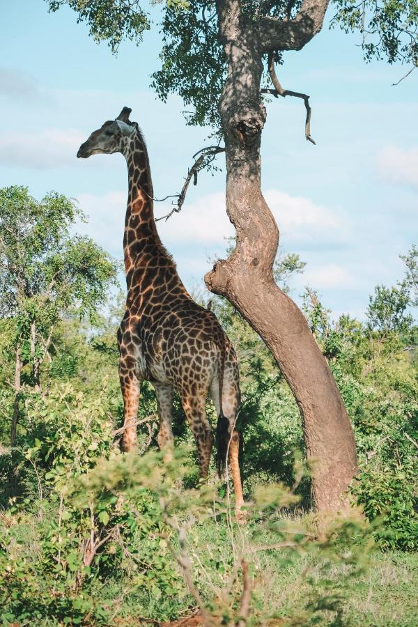 Honeyguide Tented Safari Camp - Khoka Moya Manyeleti Game Reserve Exterior foto