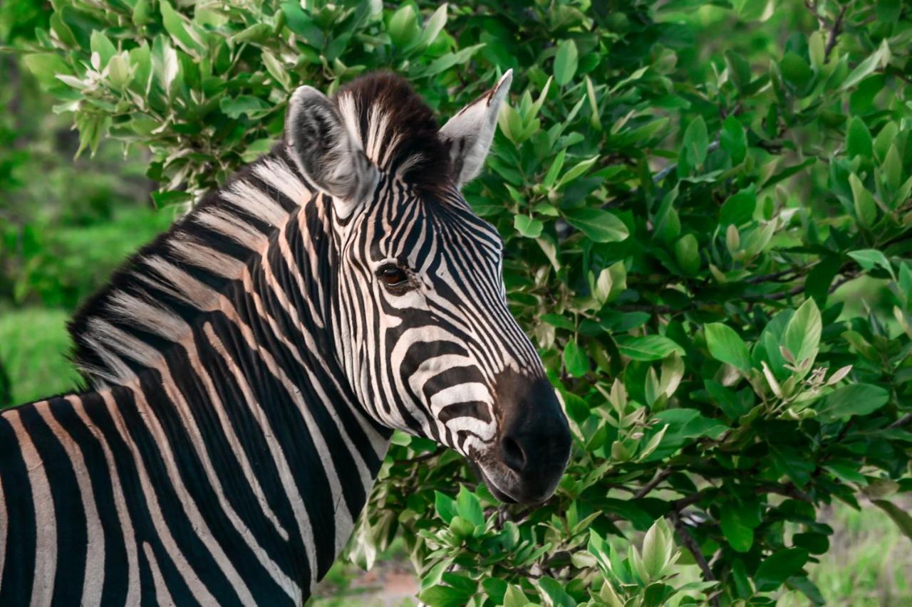 Honeyguide Tented Safari Camp - Khoka Moya Manyeleti Game Reserve Exterior foto