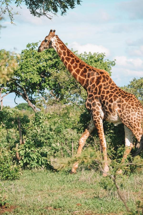 Honeyguide Tented Safari Camp - Khoka Moya Manyeleti Game Reserve Exterior foto