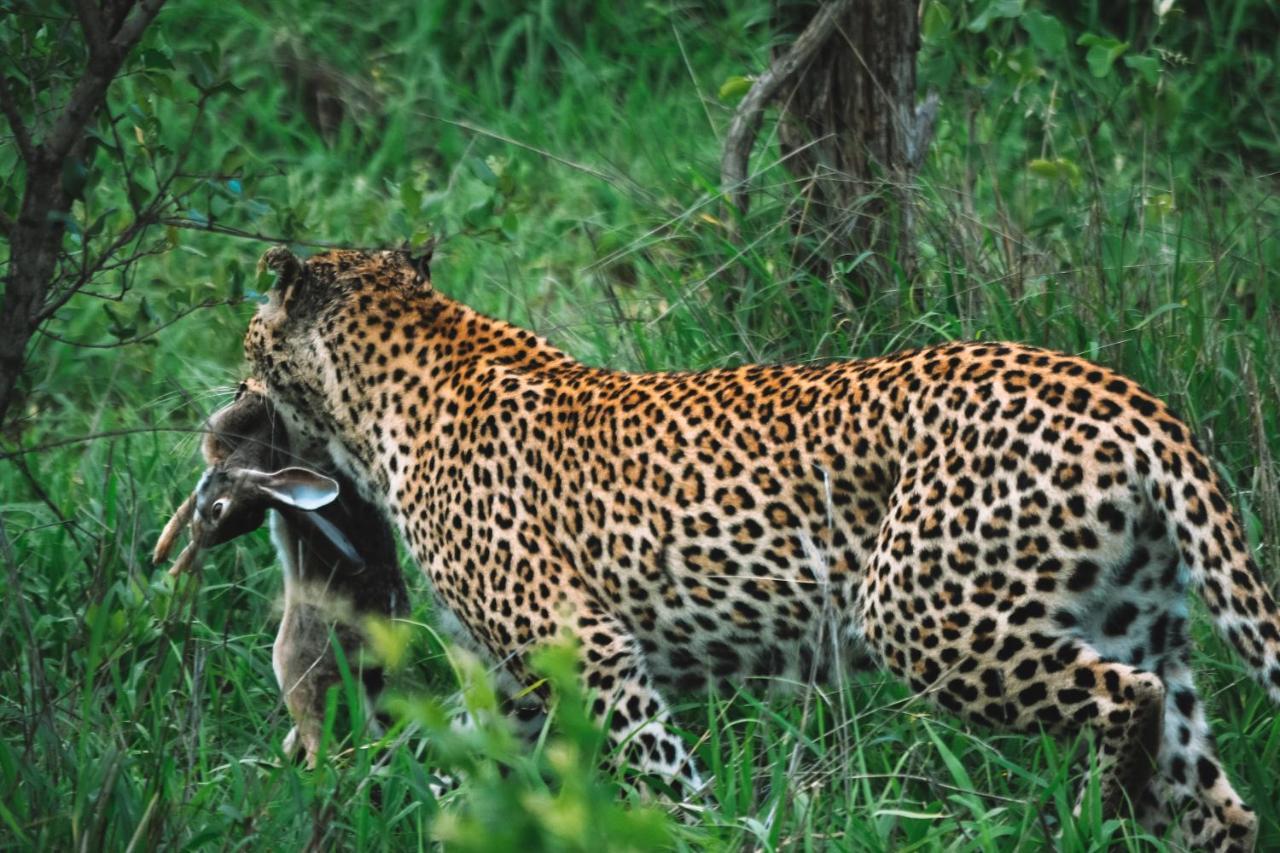 Honeyguide Tented Safari Camp - Khoka Moya Manyeleti Game Reserve Exterior foto